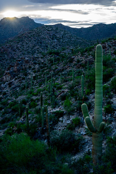 Cactus Hilltops
